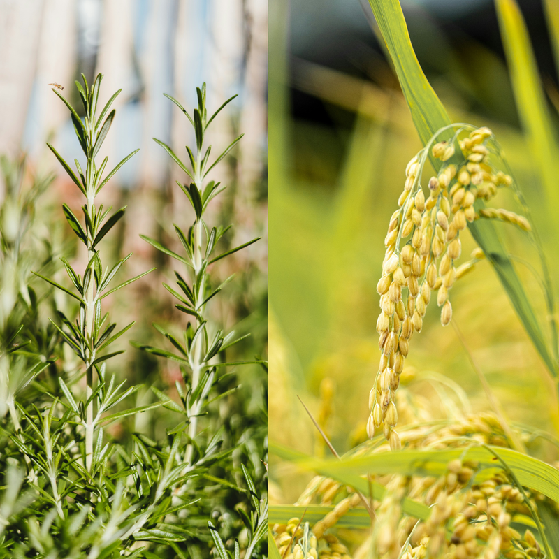 03. Rosemary + Rice Water In One Spray
